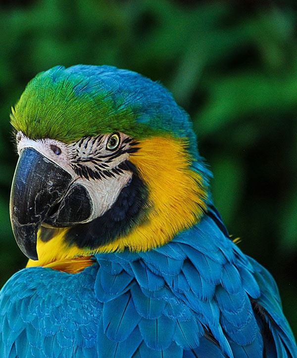 Creazione sito negozio animali pappagallo