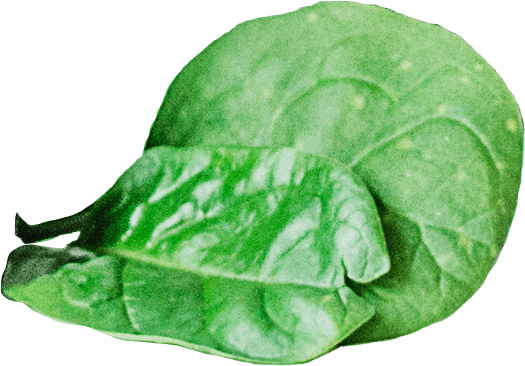 Creazione sito web per negozio Prodotti Bio foglie iwm