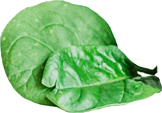 Creazione sito web per negozio Prodotti Bio foglie verdi